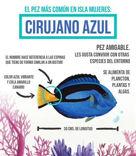 Peces Que Puedes Ver Al Snorkelear En El Arrecife