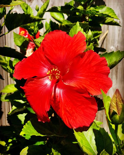 Hibiscus. Miami, Florida | Hibiscus, Plants, Garden