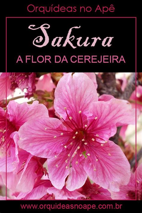 Sakura Flor De Cerejeira Flores Flores E Seus Nomes Nomes De Flores