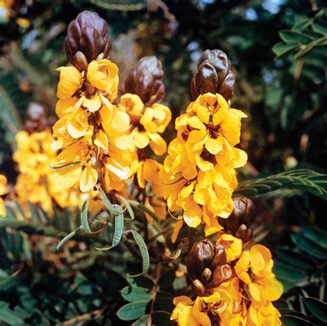 Senna | Description, Species, Cultivation, Uses, & Facts | Britannica