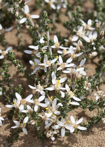 Alpine Daisy Bush Olearia Algida Inaturalist Nz