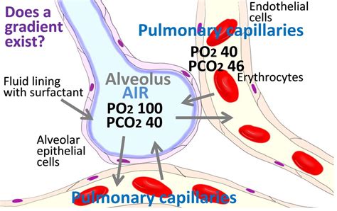 Lecture 21 Gas Exchange And Transport Diagram Quizlet