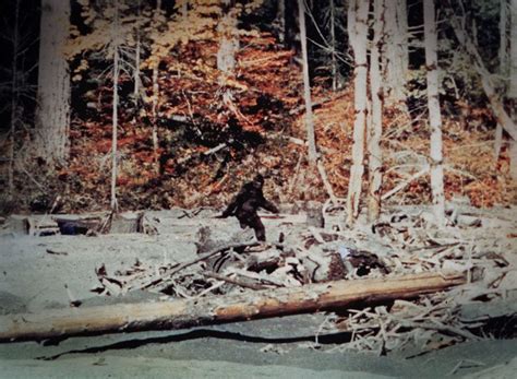 De 25 Bedste Idéer Inden For Is Bigfoot Real På Pinterest