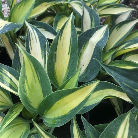 Hosta 'June' - árnyékliliom | Florapont