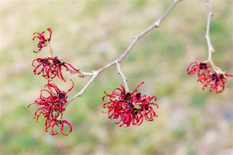 Yellow Flowers Witch Hazel Blossoms In Early Spring Stock Photo