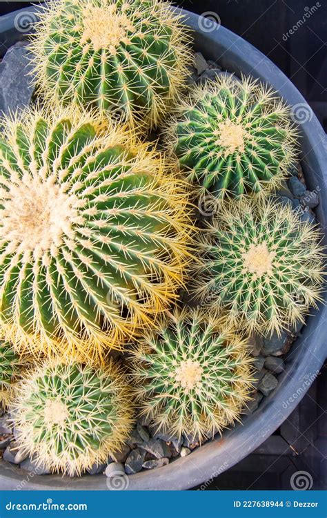 Round Cacti Planted In A Circle Top View Stock Photo Image Of Spine