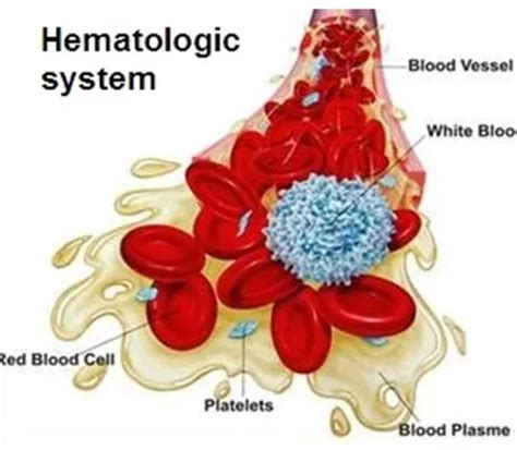 Unit 6 Hematology Flashcards Quizlet