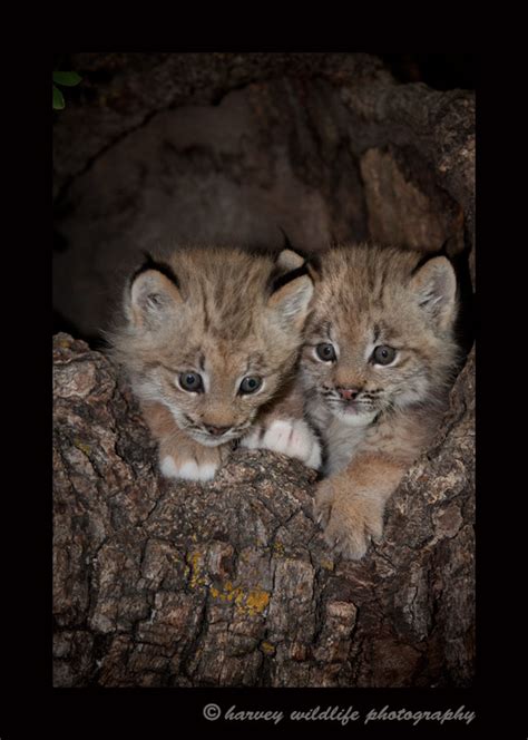 Lynx Kittens: Canadian Lynx: North American Big Cats: North American ...