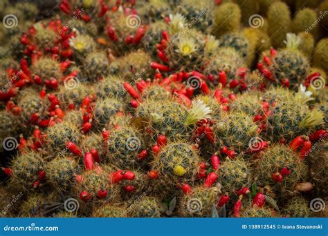 Prolifera Del Mammillaria De Los Cactus Con Las Flores Y Las Frutas