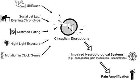 A Conceptual Framework Of The Effects Of Circadian Disruption On Pain