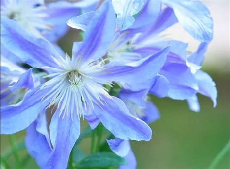 30 fleurs bleues la liste complète des plus belles