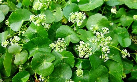 Centella: proprietà, benefici e controindicazioni | Vivi Puro