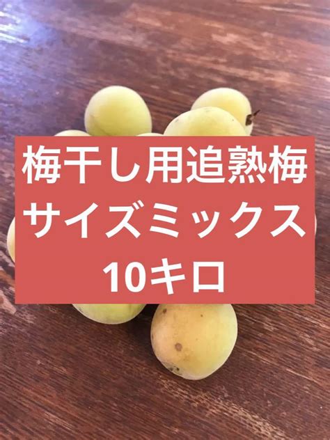 【匿名発送】完全無農薬 山形県産谷沢梅 追熟梅10キロ 梅干し用 梅ジャム 梅酒 メルカリ