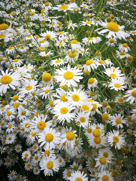 Camomile | Beautiful flowers, Garden design, Plants