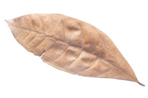 Dry Leaves Isolated On Transparent Background Tropical Dry Leaves Png