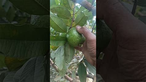 Fresh Guava Directly From The Tree Guava Harvesting Fruit Youtube