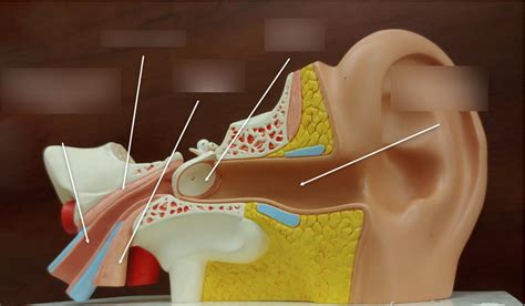 Ear Structure Diagram Quizlet