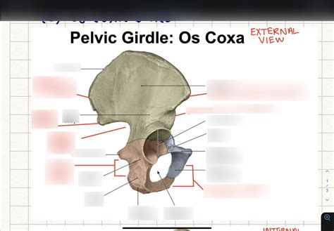 External Os Coxa Bone Diagram Quizlet