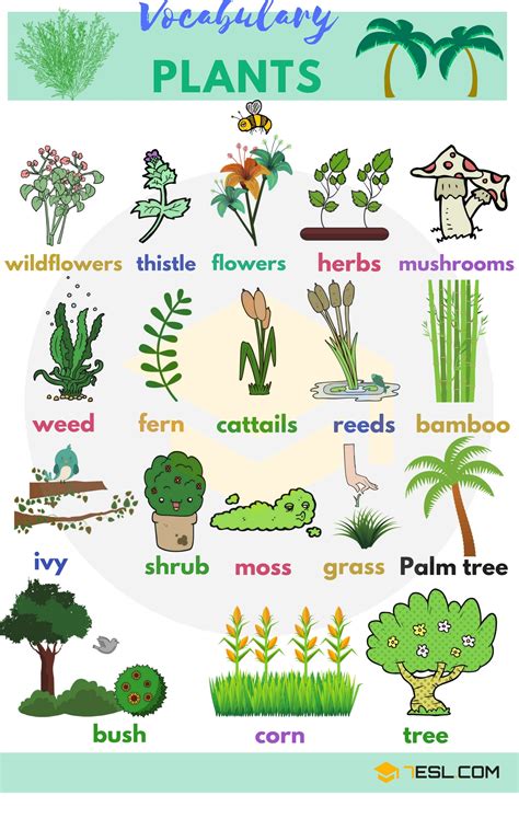 English Vocabulary for Plants - ESLBUZZ