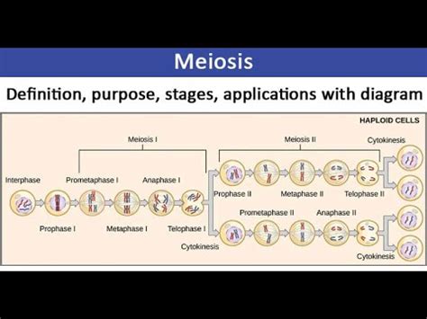 Grade Life Sciences Meiosis Full Topic Thundereduc By M Saidi