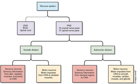 Aandp Chapter 10 Nervous System 124 Flashcards Quizlet