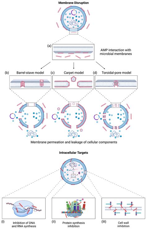 Microorganisms Free Full Text Advances In Antimicrobial Peptide