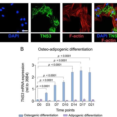 Tns3 Is Upregulated During Osteogenic Differentiation And Downregulated