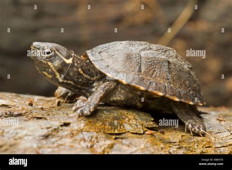 Common Musk Turtle Stinkpot Turtle Sternotherus Odoratus Kinosternon