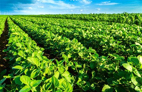 Brazils 201718 Soybean Crop Seen Second Biggest In History Canadian