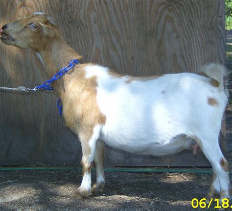 Nigerian Dwarf Goats