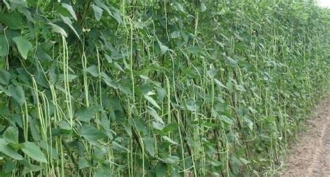 Cultivation Practices Of Cowpeas