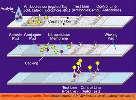 Immunochromatographic Test Introduction Principle Procedure And Resul