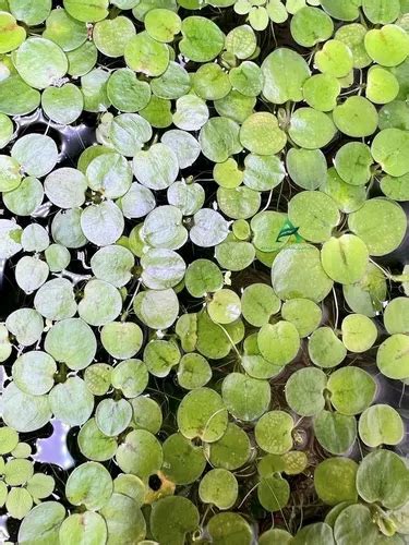 Limnobium Laevigatum Planta Flotante Gruesa Acuario Estanque Meses