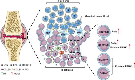 Frontiers B Cells In Rheumatoid Arthritispathogenic Mechanisms And