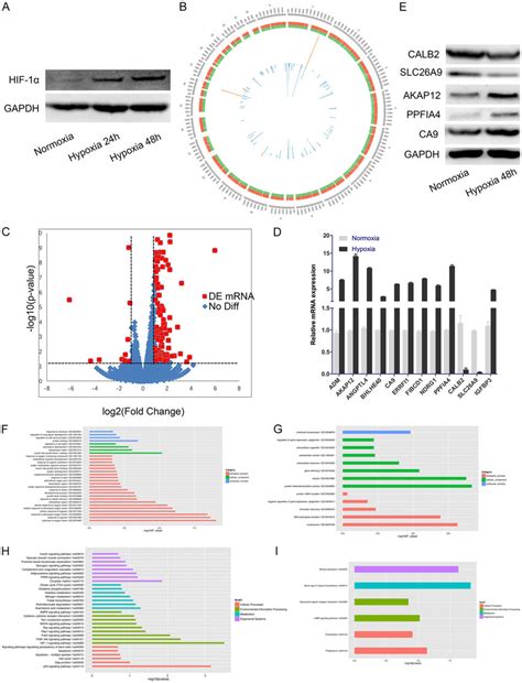 Analysis Of Differentially Expressed Rnas Validation And Enrichment