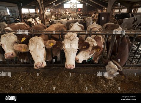 Dairy Cows At The Feeding Fence In A Freestall Bavaria Germany Stock