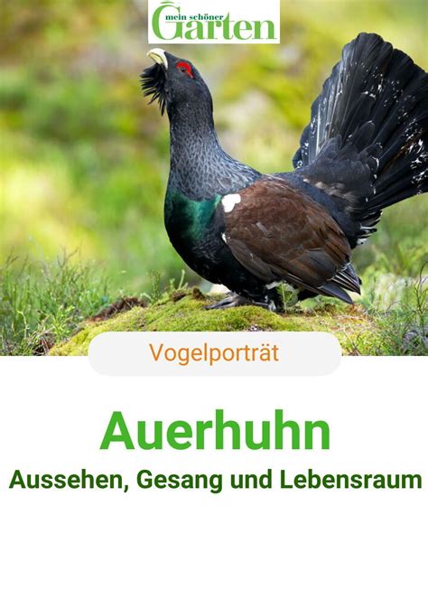 Das Auerhuhn Gl Nzt Mit Seinem Sch Nen Gefieder Mal Wei Mal Mittel