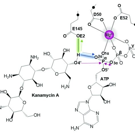 The General Schematic Representation Of The Ping Pong Bi Bi Mechanism