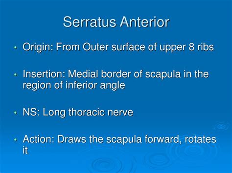 Ppt Comprehensive Guide To The Anatomy Of The Axilla Powerpoint