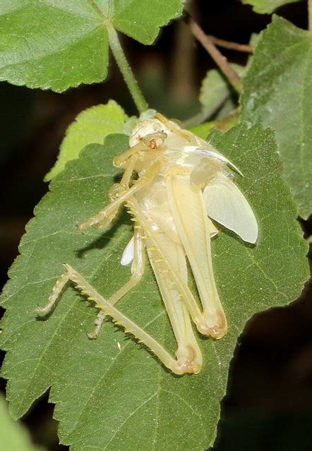 Grasshopper Exoskeleton Los Angeles County Arboretum I Jus Flickr