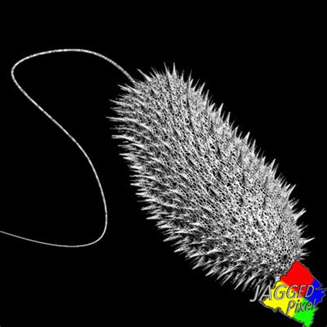 3d Paramecium Protist Protista Model