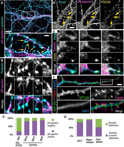 βIII Spectrin Is Necessary for Formation of the Constricted Neck of