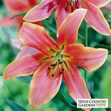 Red Hot Oriental Trumpet Lily