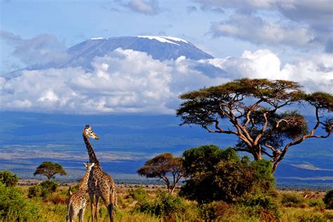 Mt Kilimanjaro