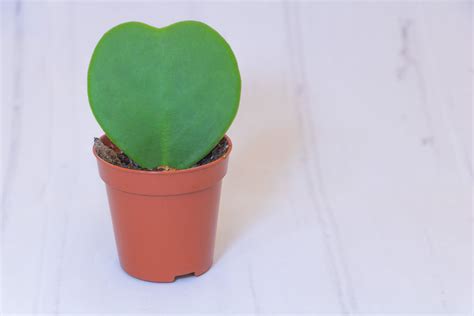 How To Care For And Propagate Hoya Kerrii The Sweetheart Hoya 2024