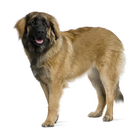 Leonberger Dogs Breed Information Omlet