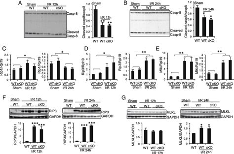 Changes In Expression Of Cleaved Caspase Rip Rip And Mlkl In The