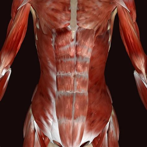 Ilustración 3D de la anatomía muscular masculina humana Foto Premium