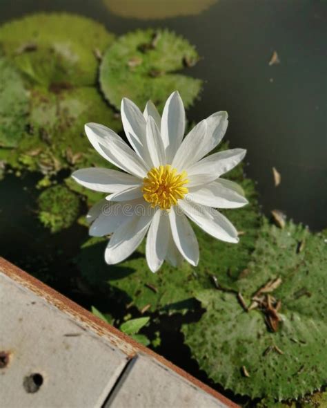 White Lotus Flower With Yellow Pollen And Lotus Leaves Over The Water