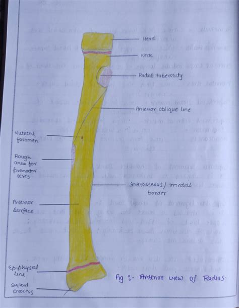 Solution Radius And Ulna Bone With Diagrams Studypool